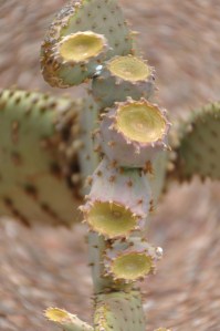 Cactus