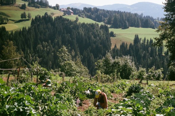 Weeding in the Veggie Garden